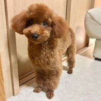 画像1358：ブラウン＊男の子