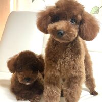 画像1360：ブラウン＊男の子