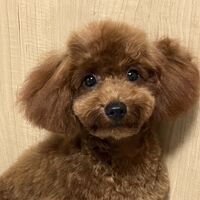 画像1365：ブラウン＊男の子