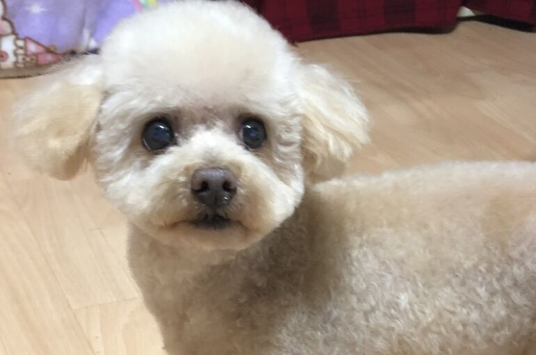 ブログ}