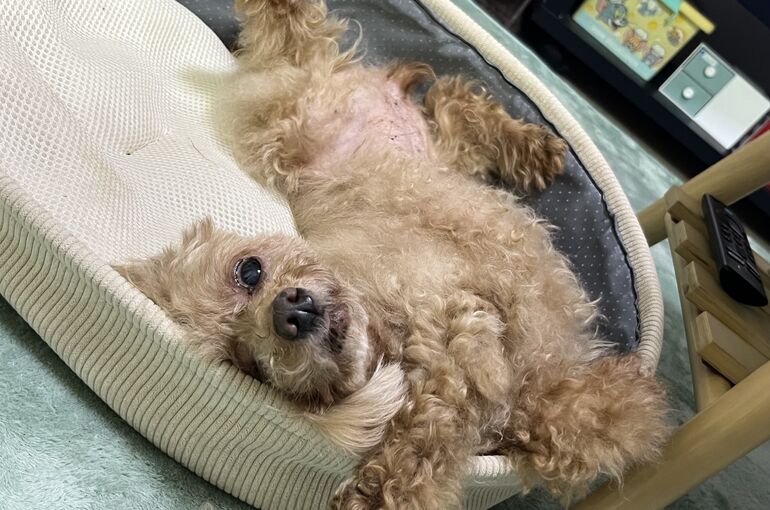 ブログ}